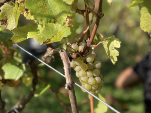 caviste-conseil-selection-vins-nectar