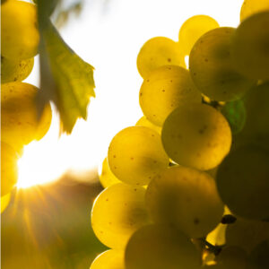 Vins de copains