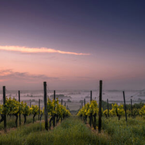 Découverte de vignerons